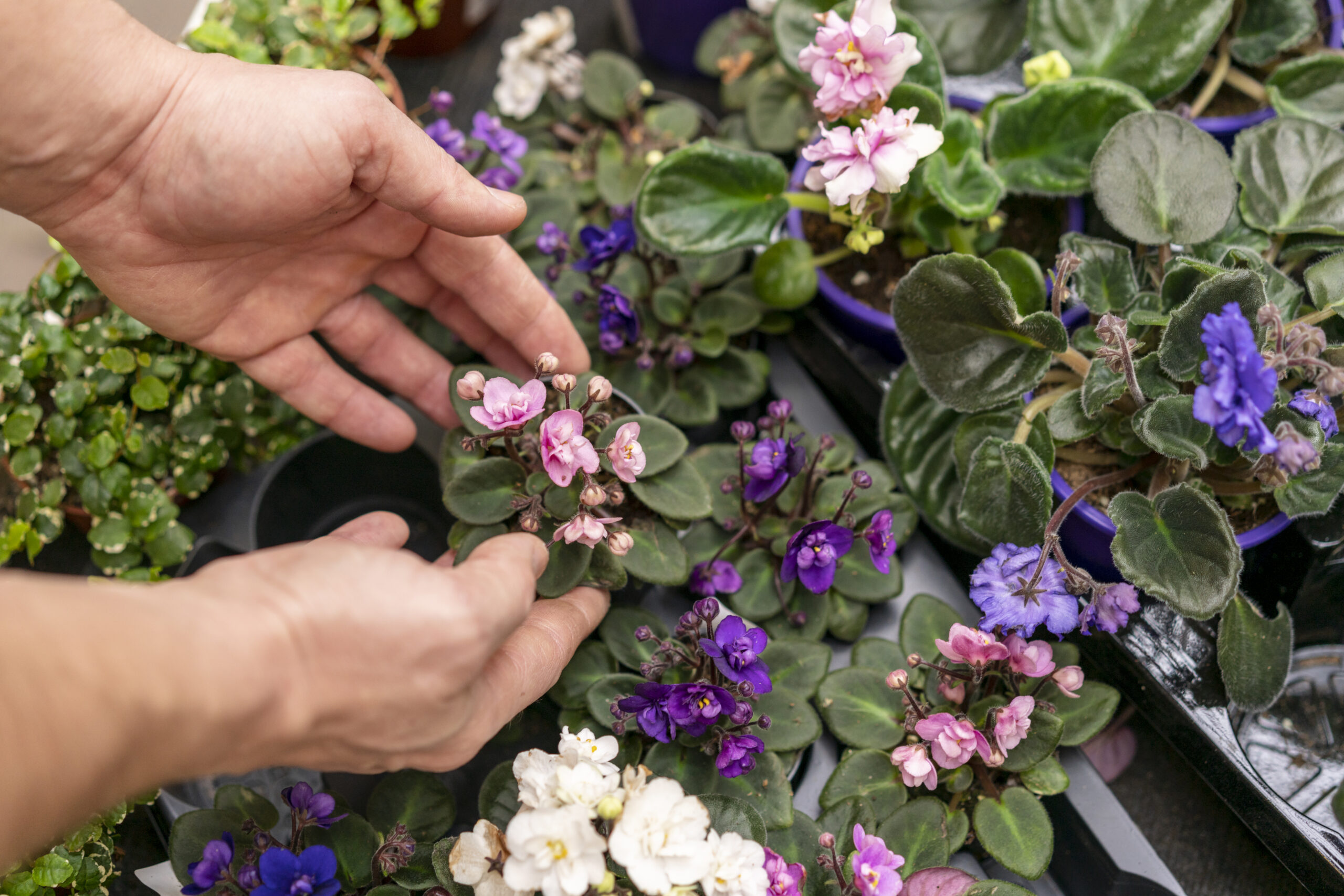 close-up-hands-arranging-plants